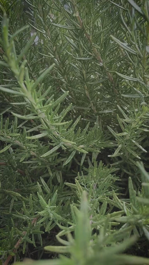 The Rosemary Talisman